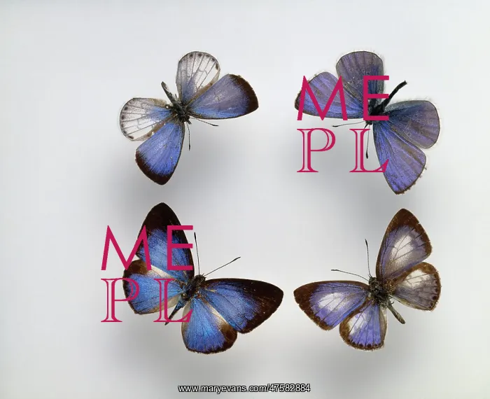 : Blue butterflies : Blue butterflies