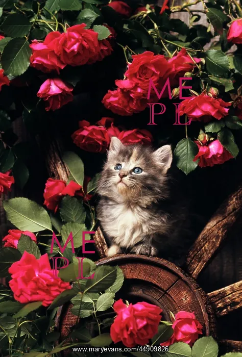  : Blue calico longhaired kitten