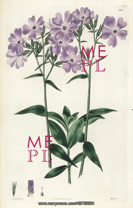 : Blue Canadian lychnidea, Phlox canadensis : Blue Canadian lychnidea, Phlox canadensis