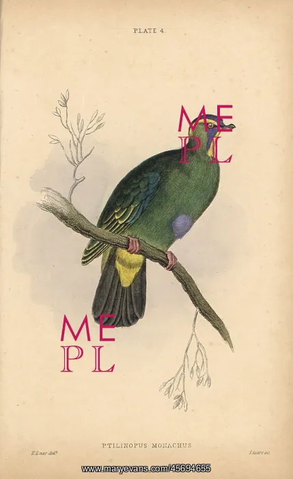 : Blue-capped fruit dove, Ptilinopus monacha, near threatened : Blue-capped fruit dove, Ptilinopus monacha, near threatened