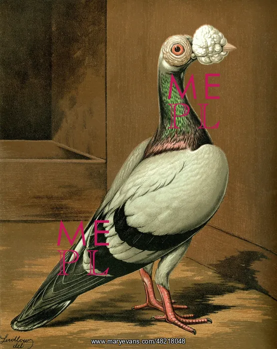 : Blue Carrier Cock Pigeon : Blue Carrier Cock Pigeon