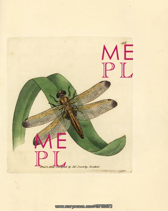 : Blue chaser, Libellula fulva : Blue chaser, Libellula fulva
