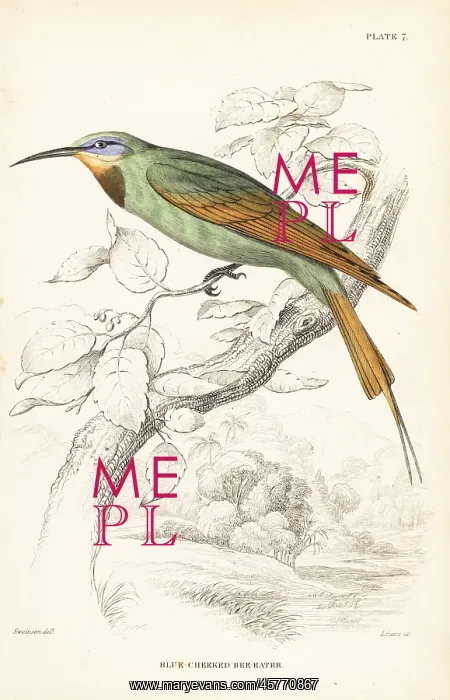 : Blue-cheeked bee-eater, Merops persicus : Blue-cheeked bee-eater, Merops persicus