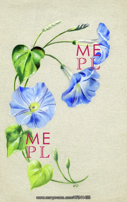  : Blue Convolvulus
