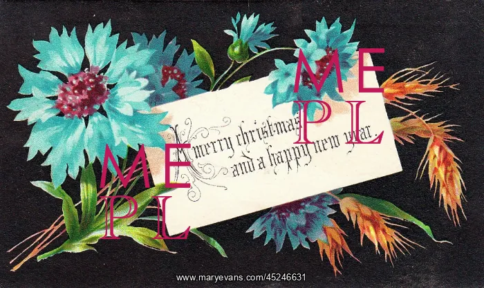 : Blue cornflowers on a Christmas card : Blue cornflowers on a Christmas card