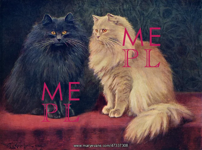 : BLUE / CREAM PERSIAN CATS : BLUE / CREAM PERSIAN CATS