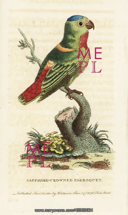 : Blue-crowned hanging-parrot, Loriculus galgulus : Blue-crowned hanging-parrot, Loriculus galgulus