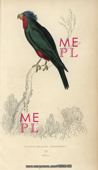 : Blue crowned lorikeet, Vini australis : Blue crowned lorikeet, Vini australis