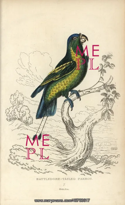 : Blue-crowned racquet tail, Prioniturus discurus : Blue-crowned racquet tail, Prioniturus discurus