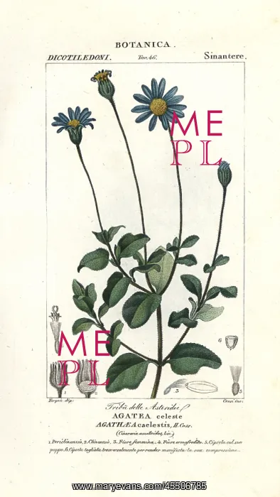 : Blue daisy, Felicia amelloides : Blue daisy, Felicia amelloides