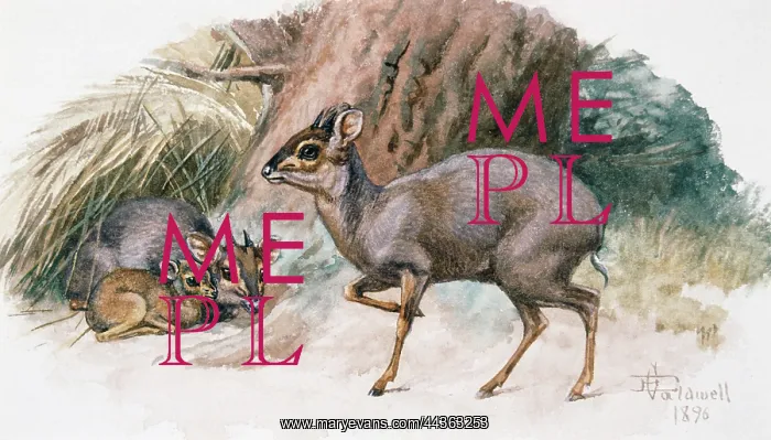 : Blue Duiker, 1896 : Blue Duiker, 1896