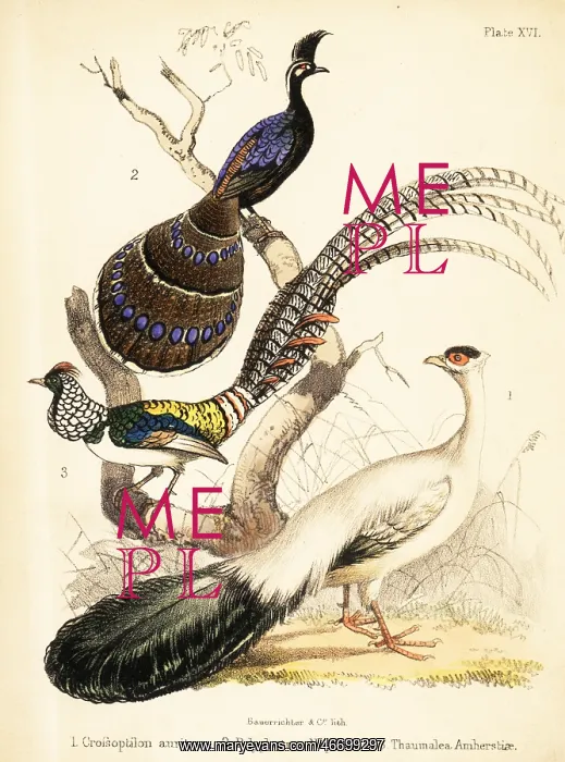 : Blue-eared pheasant, Palawan peacock-pheasant : Blue-eared pheasant, Palawan peacock-pheasant