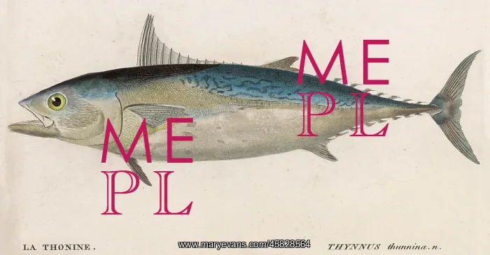  : BLUE FIN TUNA FISH