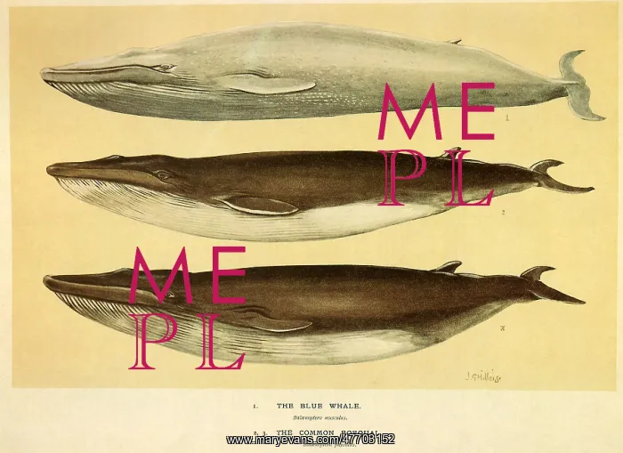  : Blue and Fin Whales