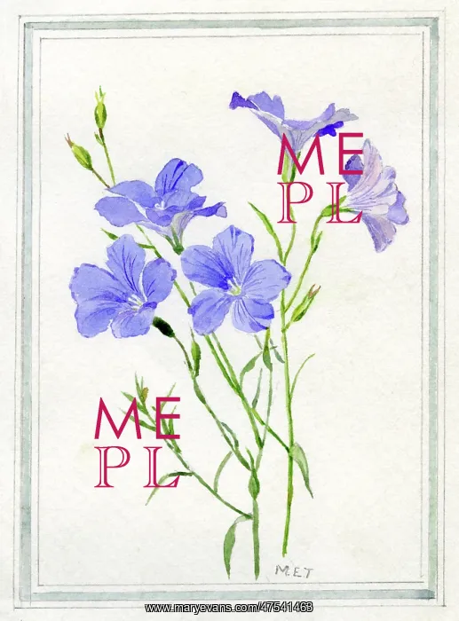  : Blue Flax (Linum lewisii)