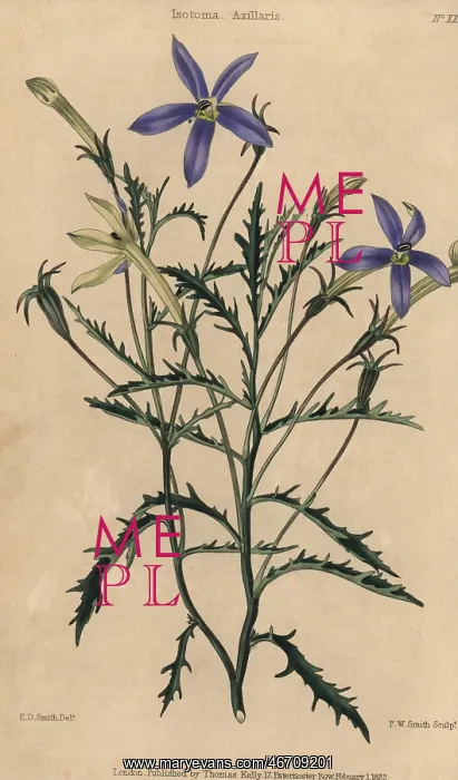 : Blue flowered Isotoma axillaris : Blue flowered Isotoma axillaris