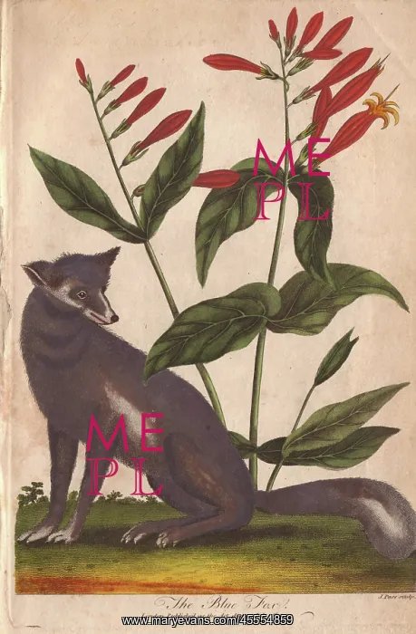: Blue fox, Vulpes lagopus : Blue fox, Vulpes lagopus