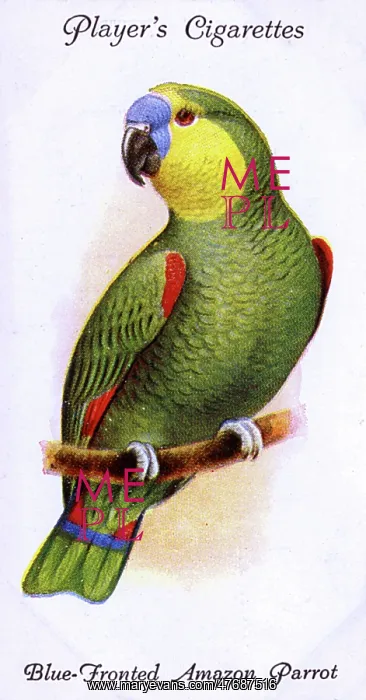  : Blue-Fronted Amazon Parrot
