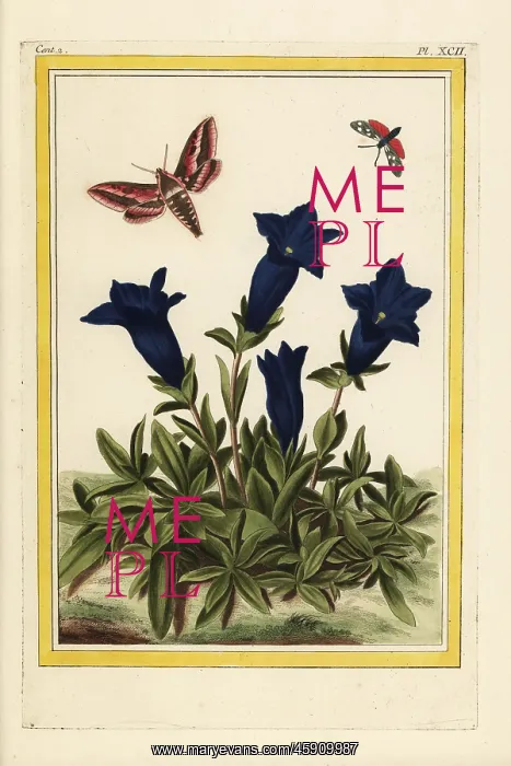 : Blue gentian, Gentiana acaulis : Blue gentian, Gentiana acaulis