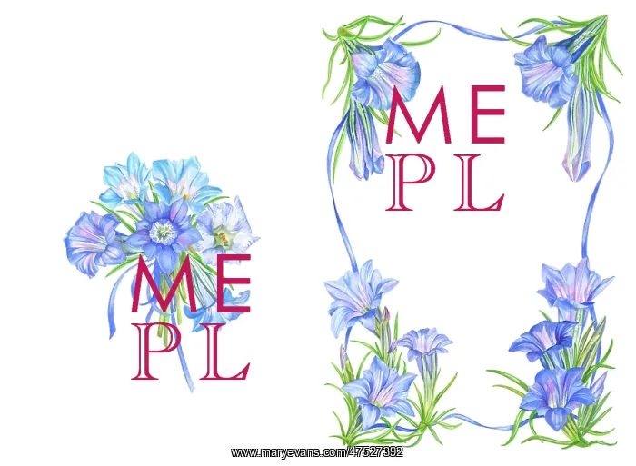 : Blue Gentians border design : Blue Gentians border design