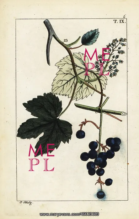 : Blue grapes on vine, Vinis vitifera : Blue grapes on vine, Vinis vitifera