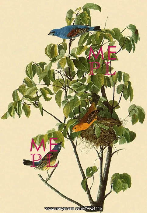  : Blue Grosbeak, Guiraca caerulea