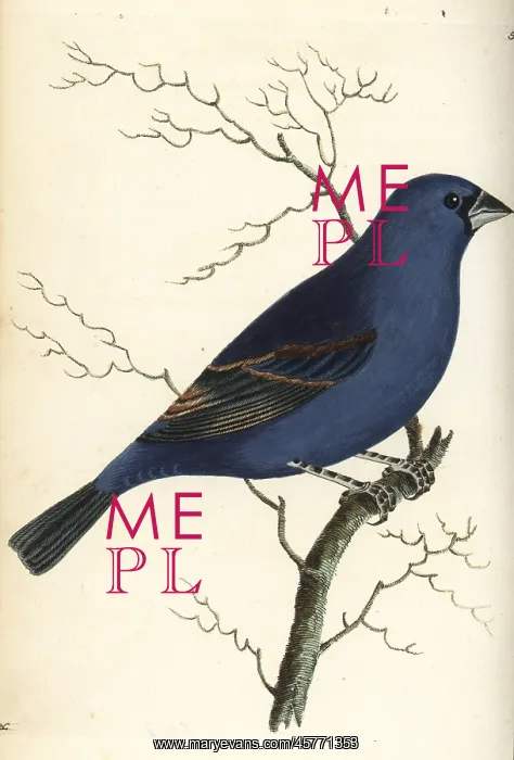 : Blue grosbeak, Passerina caerulea : Blue grosbeak, Passerina caerulea