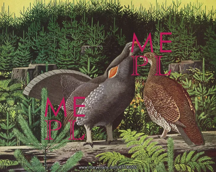  : Two Blue Grouse