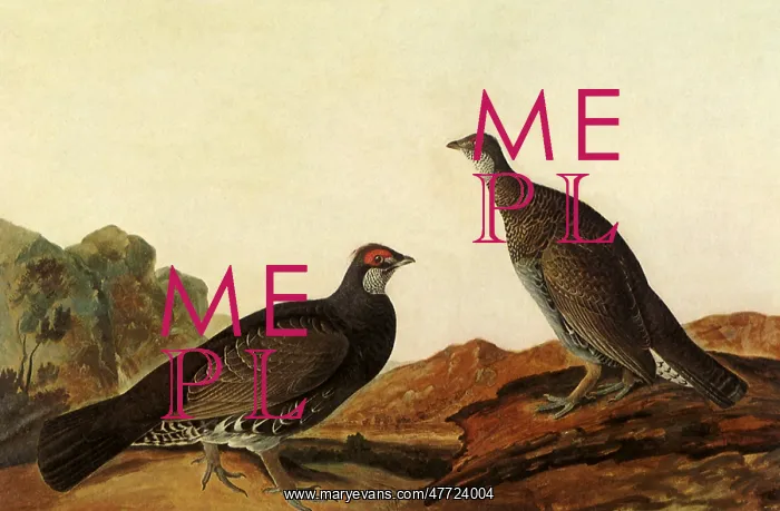  : Blue Grouse, Dendragapus obscurus