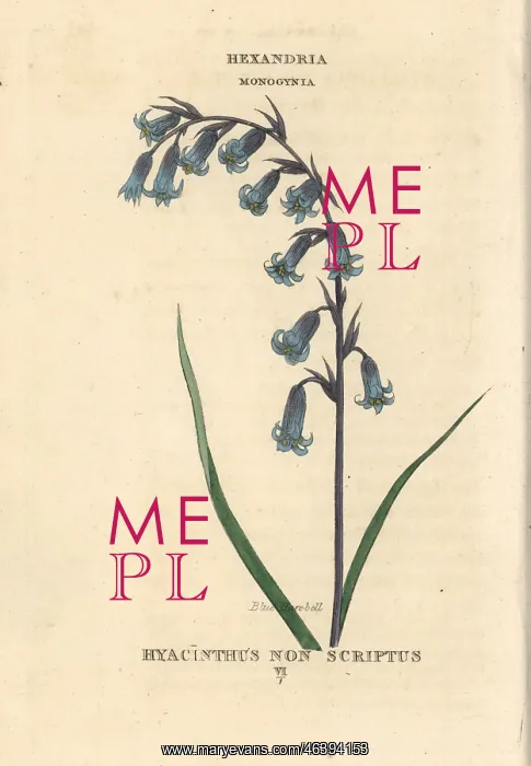 : Blue harebell, Hyacinthoides non-scripta : Blue harebell, Hyacinthoides non-scripta