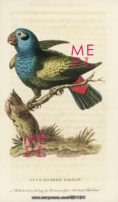 : Blue-headed parrot, Pionus menstruus : Blue-headed parrot, Pionus menstruus