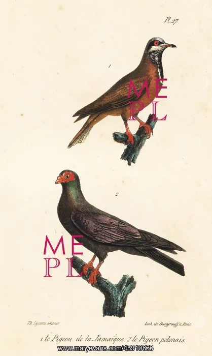 : Blue-headed quail-dove (endangered) and black : Blue-headed quail-dove (endangered) and black
