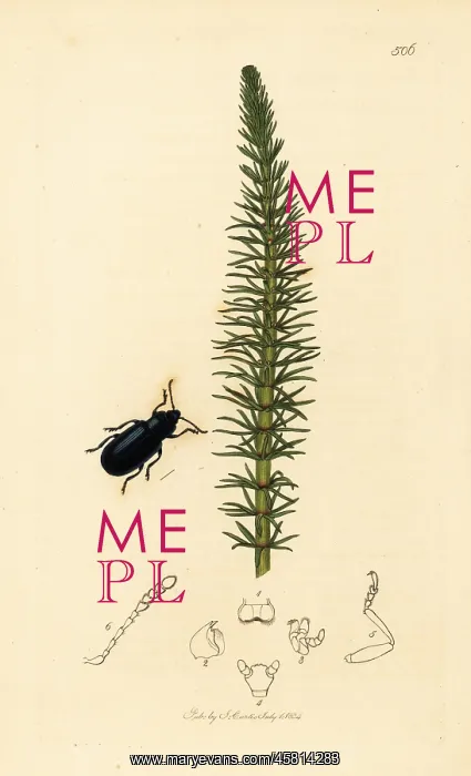 : Blue helodes beetle and mare's tail : Blue helodes beetle and mare's tail