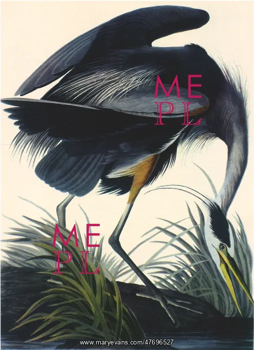  : Blue Heron