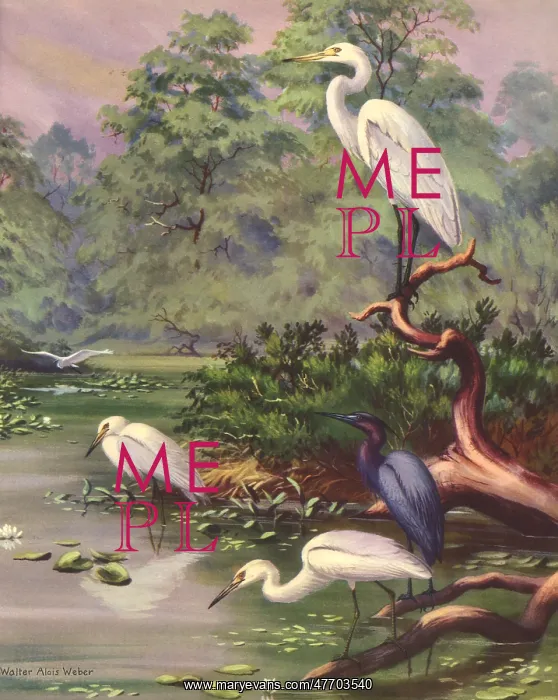  : Blue Heron, Egrets