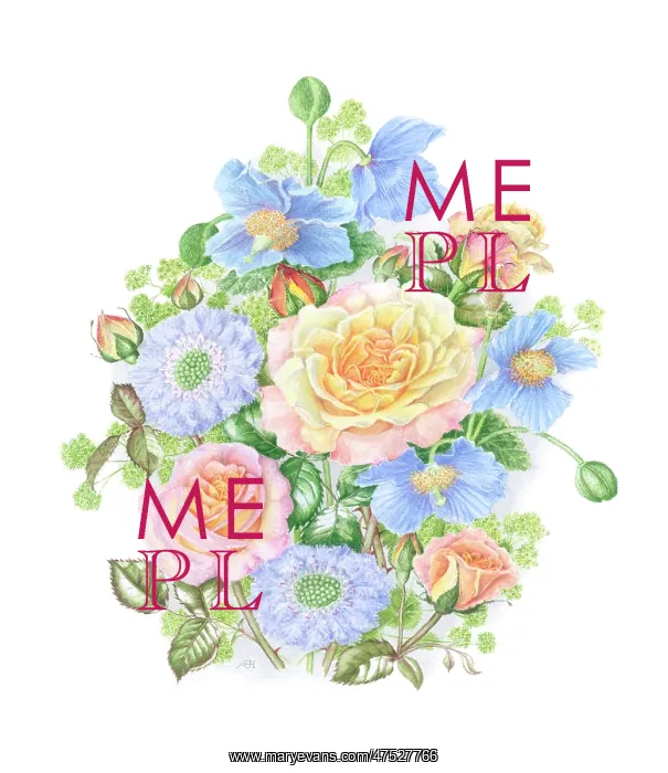 : Blue Himalayan Poppies and Roses : Blue Himalayan Poppies and Roses