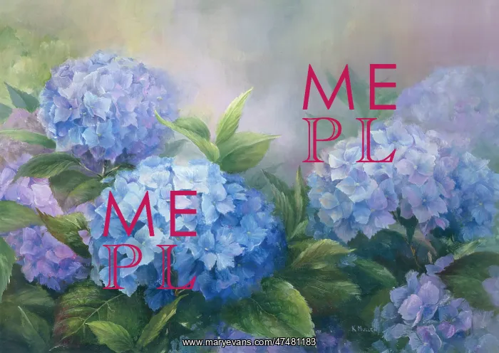  : Blue Hydrangea