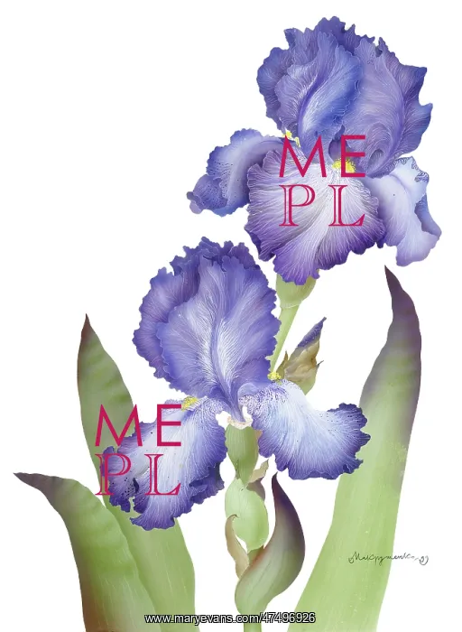  : Blue Iris