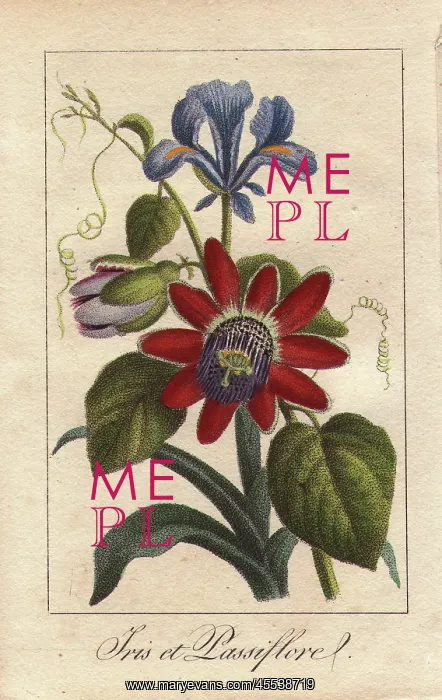 : Blue iris and passionflower, Iris spuria and : Blue iris and passionflower, Iris spuria and