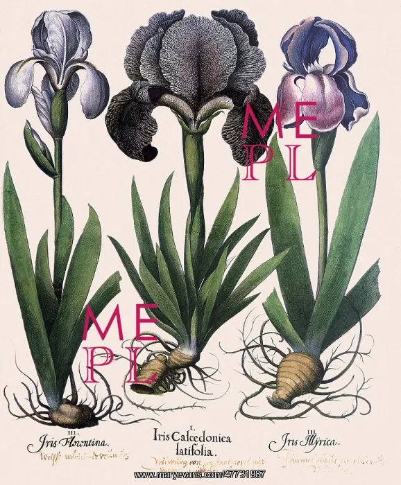 : Blue Irises : Blue Irises