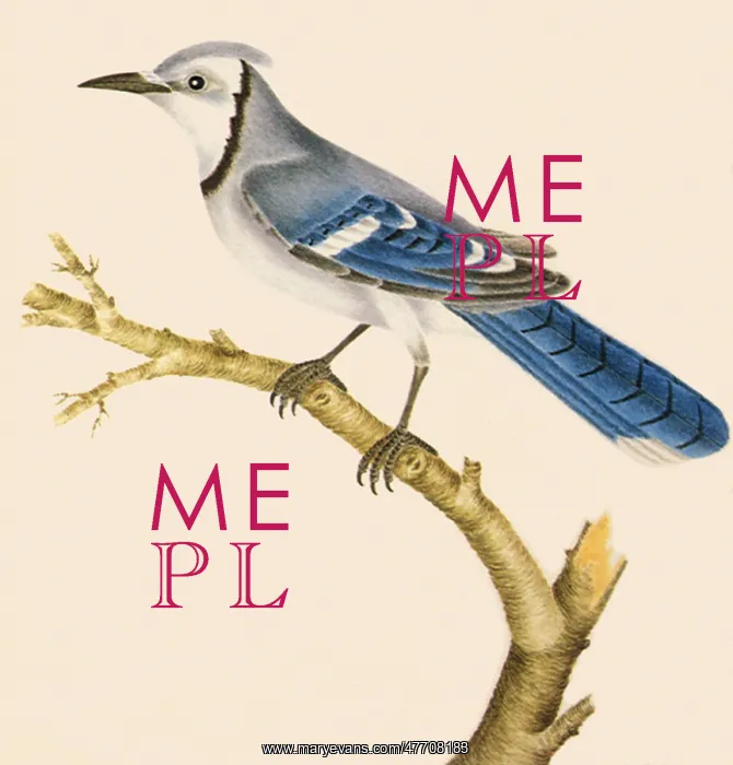  : Blue Jay