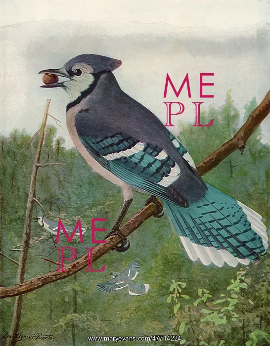  : Blue Jay