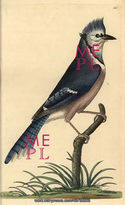 : Blue jay, Cyanocitta cristata : Blue jay, Cyanocitta cristata