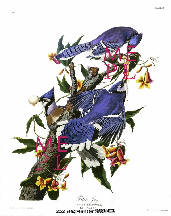 : Blue Jay, by John James Audubon : Blue Jay, by John James Audubon