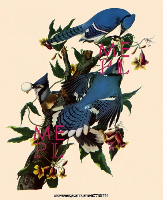  : Three Blue Jays Feeding