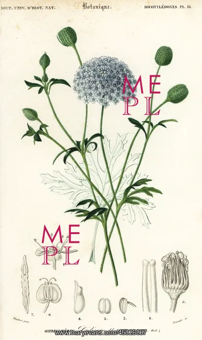 : Blue lace flower, Trachymene coerulea : Blue lace flower, Trachymene coerulea