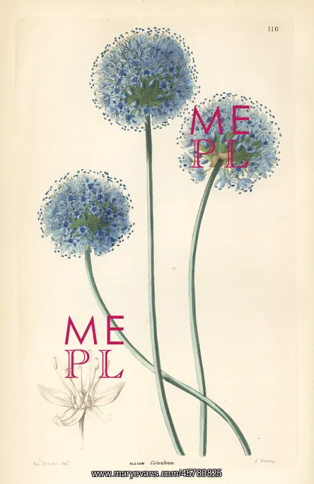 : Blue leek, Allium caeruleum : Blue leek, Allium caeruleum