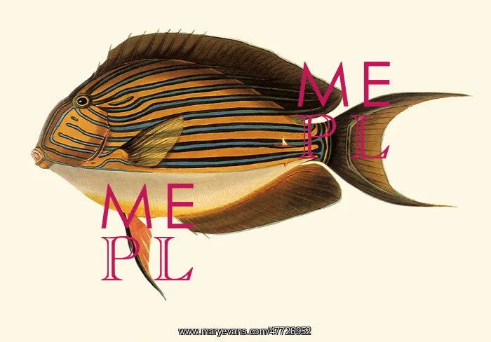  : Blue-lined Surgeonfish, Acanthurus lineatus