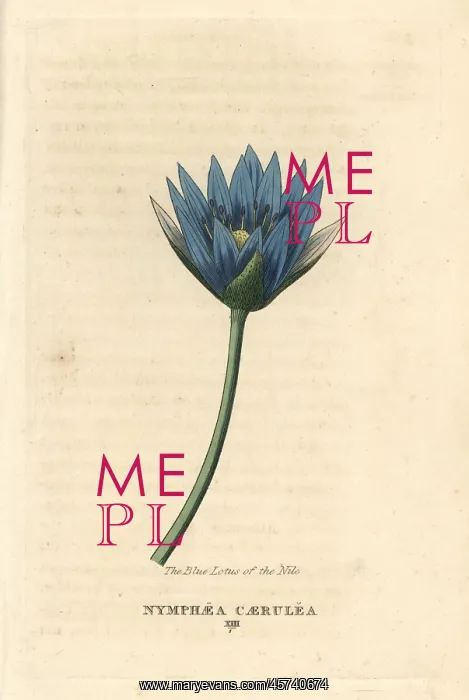 : Blue lotus of the Nile, Nymphaea caerulea : Blue lotus of the Nile, Nymphaea caerulea