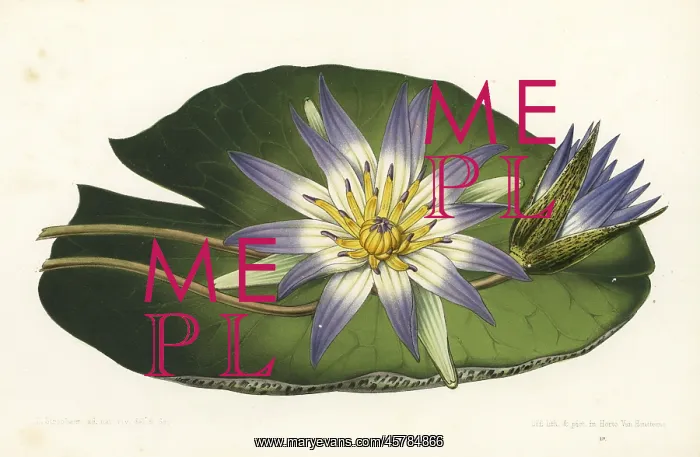 : Blue lotus, Nymphaea nouchali var. caerulea : Blue lotus, Nymphaea nouchali var. caerulea